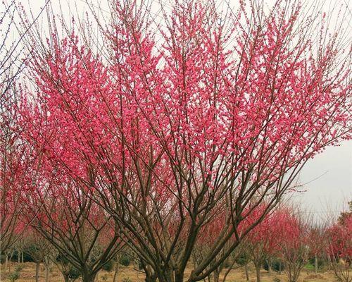 庭院梅花的寓意与美丽（梅花寓意与人生境遇的契合）