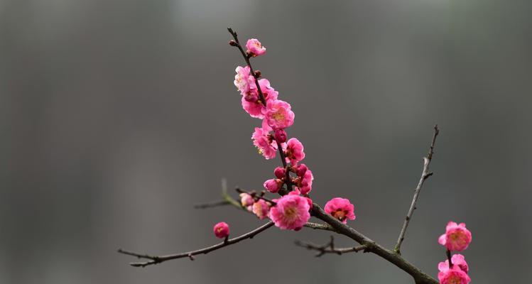 庭院梅花的寓意与美丽（梅花寓意与人生境遇的契合）