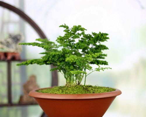 探寻文竹的花语之美（文竹花语解读及其象征意义）