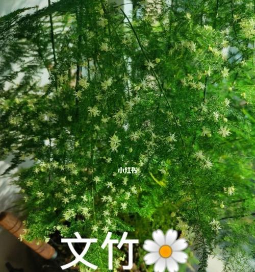 文竹开花的意义与象征（文竹开花的美丽故事与福音）