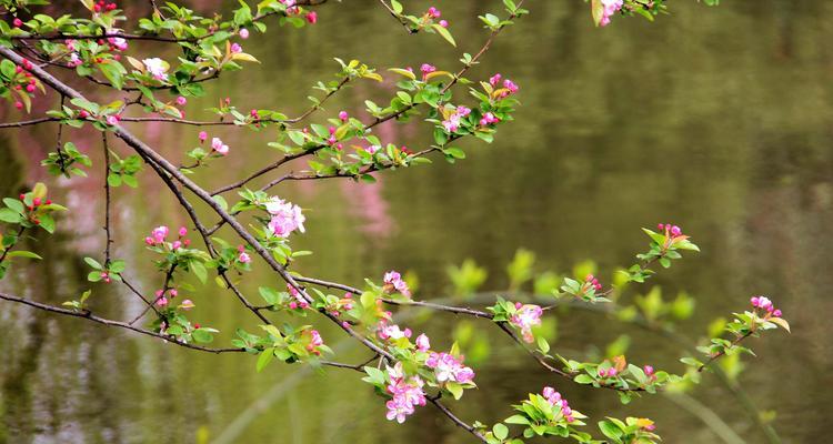 西府海棠的花语——呈现生命之美（揭示西府海棠的神秘内涵与美丽）