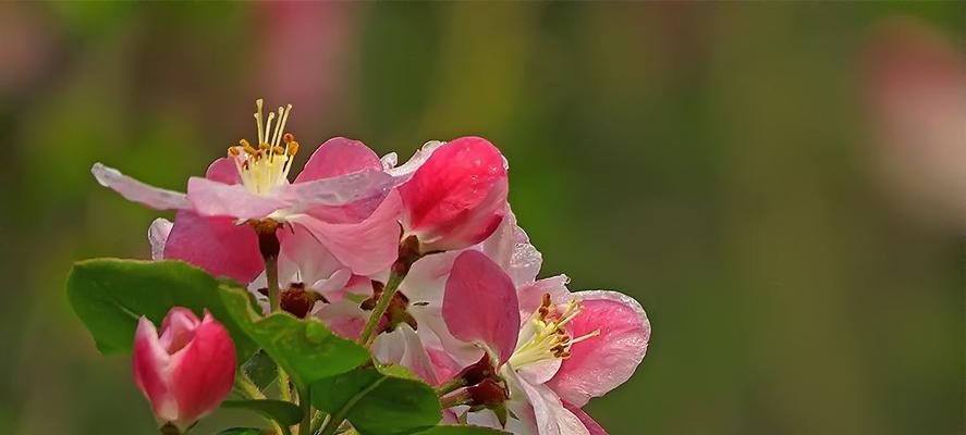 西府海棠的花语——呈现生命之美（揭示西府海棠的神秘内涵与美丽）