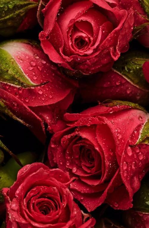 12朵玫瑰花的花语（传递爱意的花束）