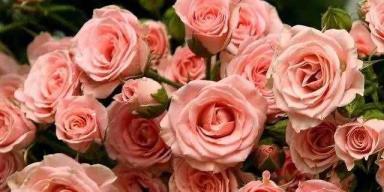 玫瑰花语之浪漫无限（16朵玫瑰的花语含义及传达方式）
