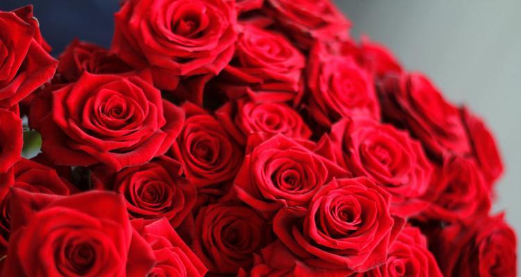 19朵红玫瑰的花语含义（传递深情）