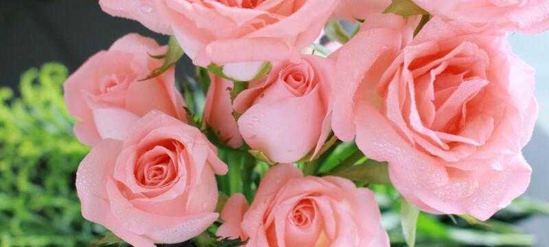 25朵玫瑰花语（用花语诉说浪漫）