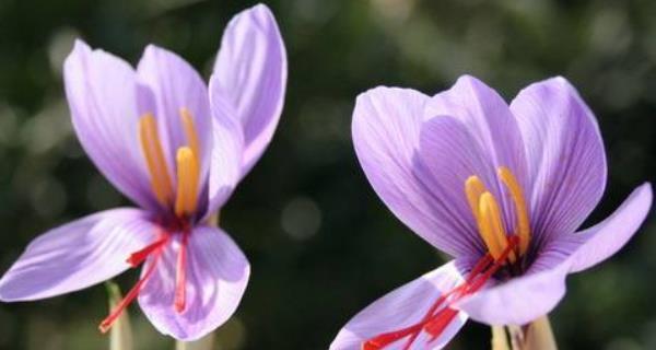 沙洲蕃红花（盛开在春日的芬芳中）