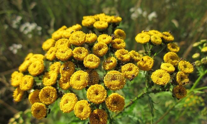 和平之花——艾菊花语的深意（用艾菊传递和平与宽容的力量）