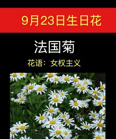 和平之花——艾菊花语的深意（用艾菊传递和平与宽容的力量）