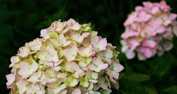 八仙花的花语与传说（探索八仙花的神奇花语与传说）