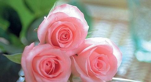 玫瑰花朵数的象征意义（玫瑰花朵数如何传达情感和意义）
