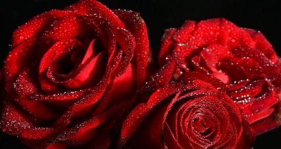 玫瑰朵数的寓意——探索花语的奥秘（解读玫瑰朵数与爱情）