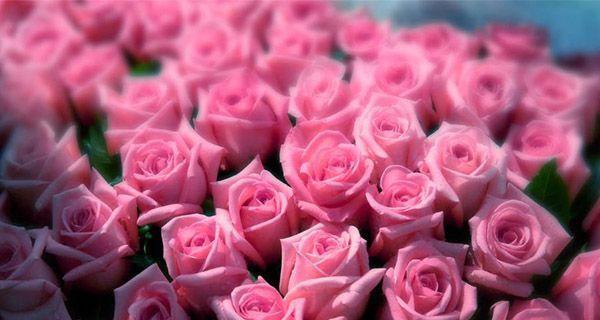 玫瑰花19朵的花语之美（探寻玫瑰花的浪漫和深情）