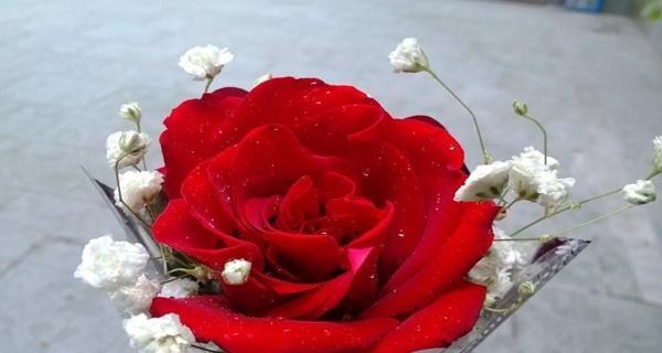 玫瑰花19朵的花语之美（探寻玫瑰花的浪漫和深情）