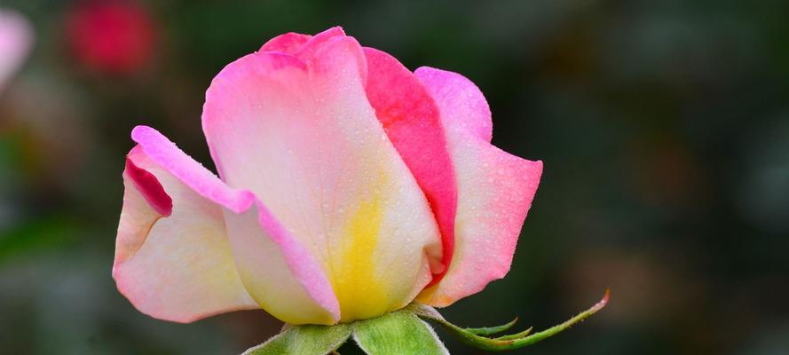 玫瑰花的象征意义（玫瑰花代表爱情和美丽）