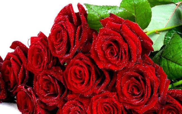 玫瑰花的象征意义及其神秘魅力（探索玫瑰花背后的深刻寓意与浪漫情怀）