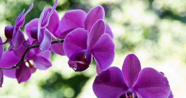 13朵玫瑰花的寓意与传说（花语玫瑰十三朵传递深情无声）