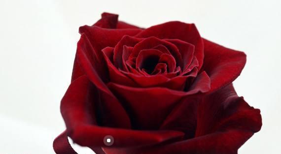 玫瑰花的含义与象征（探索玫瑰花所代表的情感和意义）