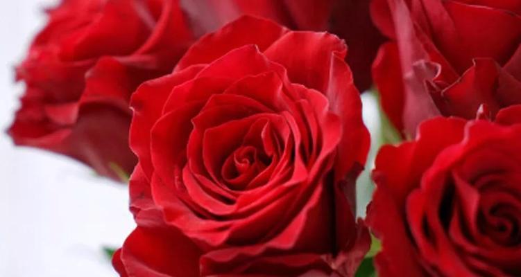 玫瑰花的含义与象征（探索玫瑰花所代表的情感和意义）