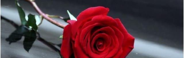 19朵粉玫瑰花的花语之浪漫爱情（传递甜蜜爱意的花朵）
