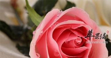玫瑰花的寓意与花语（揭示玫瑰花的丰富内涵与情感传递）
