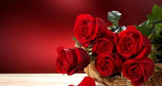 玫瑰花的寓意与花语数量（探索玫瑰花的象征意义和不同花束数量的含义）