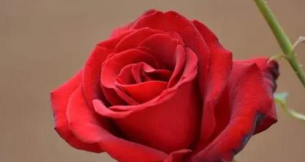 玫瑰花的数量与情感的象征（用玫瑰花数语传达深情意义）