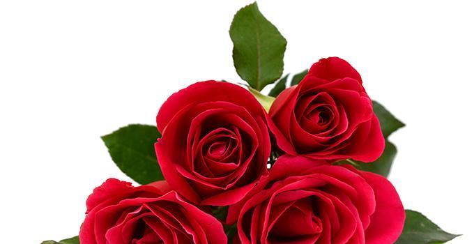 玫瑰花的数量代表的含义是什么（玫瑰花送多少朵传达不同的情感和意义）
