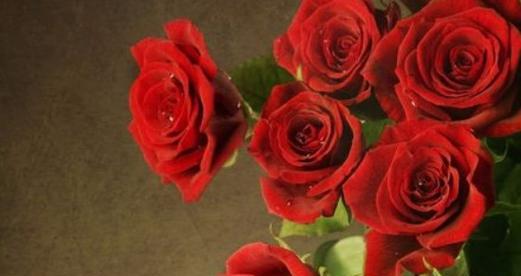 玫瑰花的数量传递的含义——以玫瑰花送几朵代表什么（从1朵到99朵）