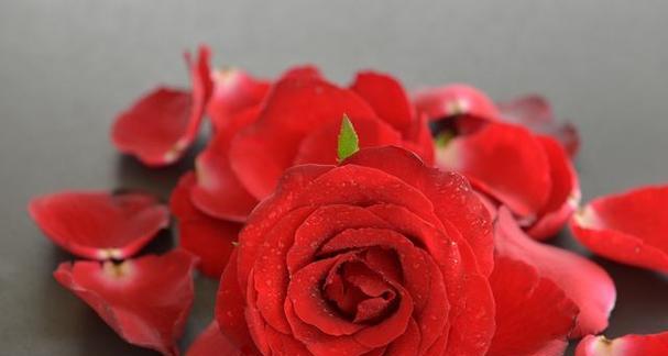 12朵玫瑰花语的深意（传递爱情与祝福的花语之道）