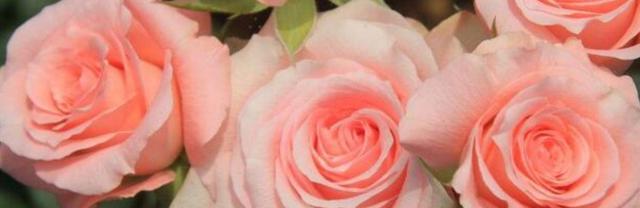 玫瑰花的种类和花语（玫瑰花的丰富品种及不同花语传达的情感）