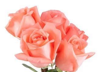 玫瑰几朵的意义剖析（红玫瑰、粉玫瑰、白玫瑰…它们分别代表什么）