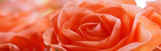 玫瑰（一朵花传递的十五种品格）