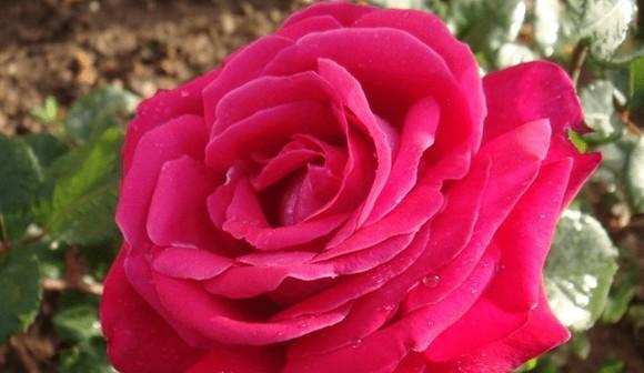 玫瑰（一朵花传递的十五种品格）
