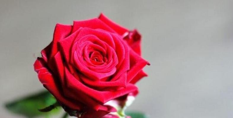 玫瑰花颜色的象征意义（探索玫瑰花颜色所代表的含义和情感）