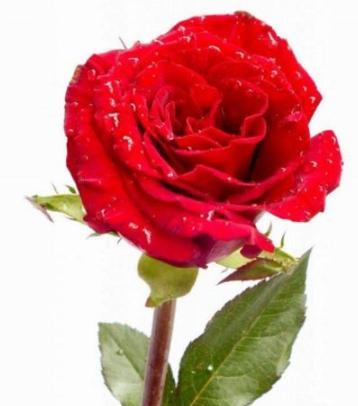 玫瑰花色的含义与象征（探索玫瑰花色意味着的情感和情绪）