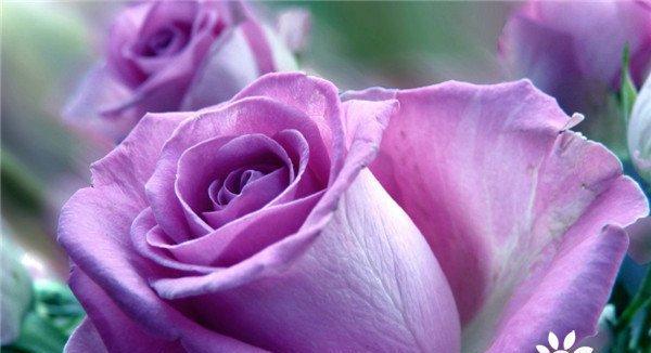 玫瑰花色的含义与象征（探索玫瑰花色意味着的情感和情绪）