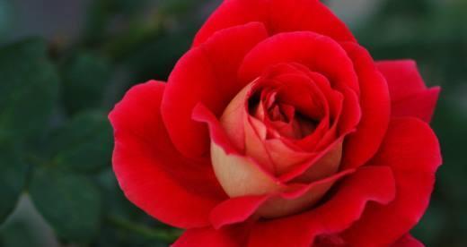 玫瑰的象征意义与内涵（美丽花朵背后的深刻寓意）