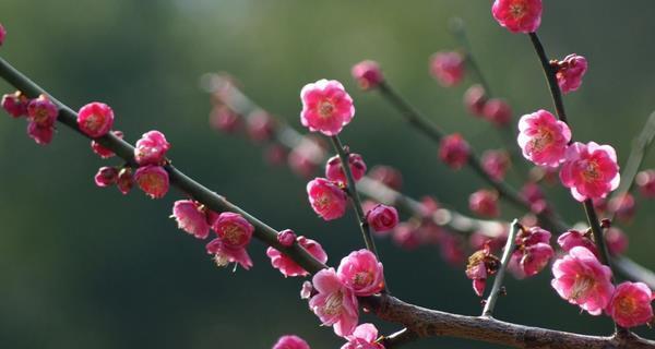 梅花的精神象征意义（探究梅花所代表的精神品质及其启示）