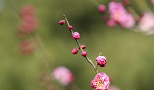 深入解读梅花花语的意义（传承千年的梅花情感与精神）