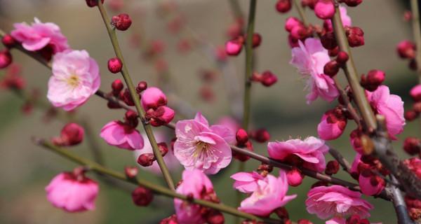 冬天的梅花——寒冷中的坚韧美（冬梅的花开）