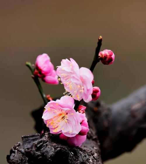 冬天的梅花——寒冷中的坚韧美（冬梅的花开）