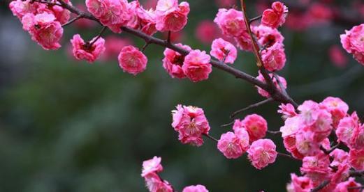 梅花——坚韧与希望的象征（梅花的品质与寓意）