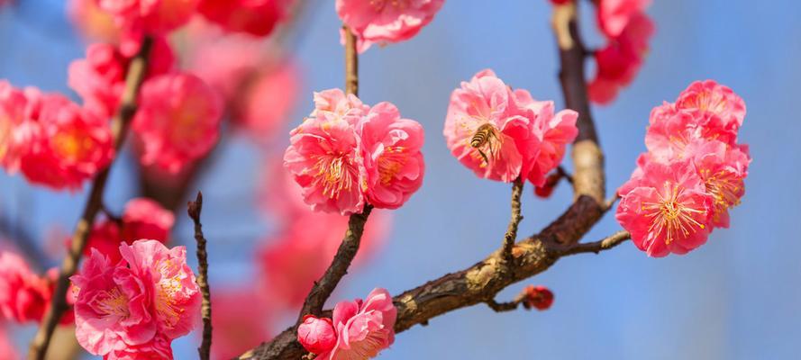 梅花——坚韧与希望的象征（梅花的品质与寓意）