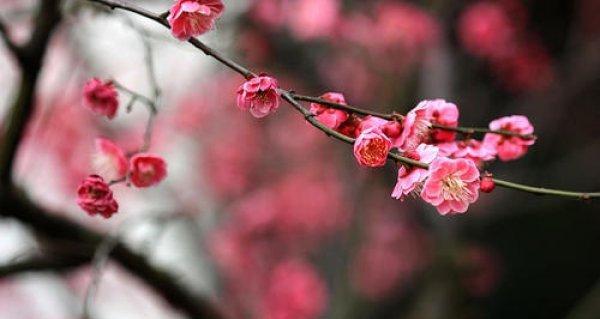 梅花的象征意义及文化内涵（寒冬中的生命之蕊——梅花的美丽与力量）