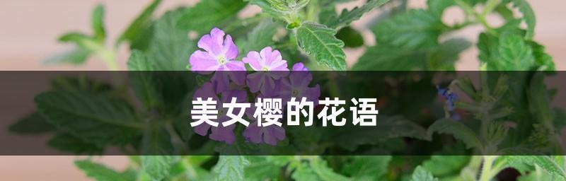 美人樱花语之美丽绽放（探寻美人樱的花语与魅力）