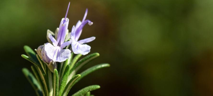 迷迭香的花语与意义（探寻迷迭香花语的神秘之处）