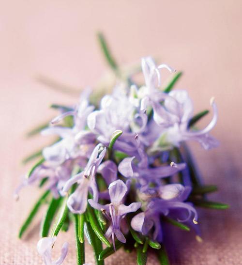 迷迭香花的美丽传说及其花语含义（迷迭香花的传说与象征）