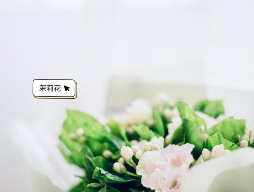 茉莉花的花语与寓意——送给哪些人（探索茉莉花的花语与寓意）