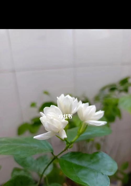 茉莉花的花语与寓意——送给哪些人（探索茉莉花的花语与寓意）